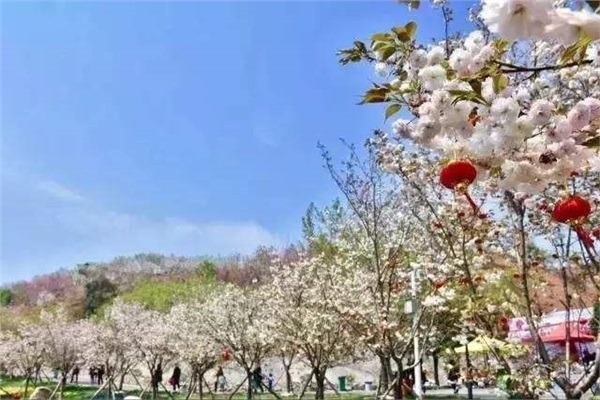 長沙潯龍河櫻花谷、田漢文化園一日游