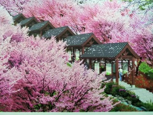 長沙潯龍河櫻花谷、田漢文化園一日游